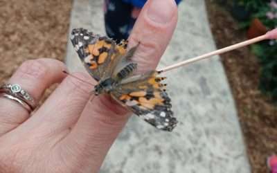Go on a Butterfly Adventure at Roper Mountain Science Center!