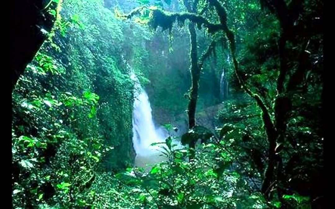 Losing the Rainforest: Do Brazil’s Policies Threaten Our Future?